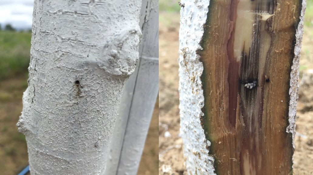 Black stem borer damage 